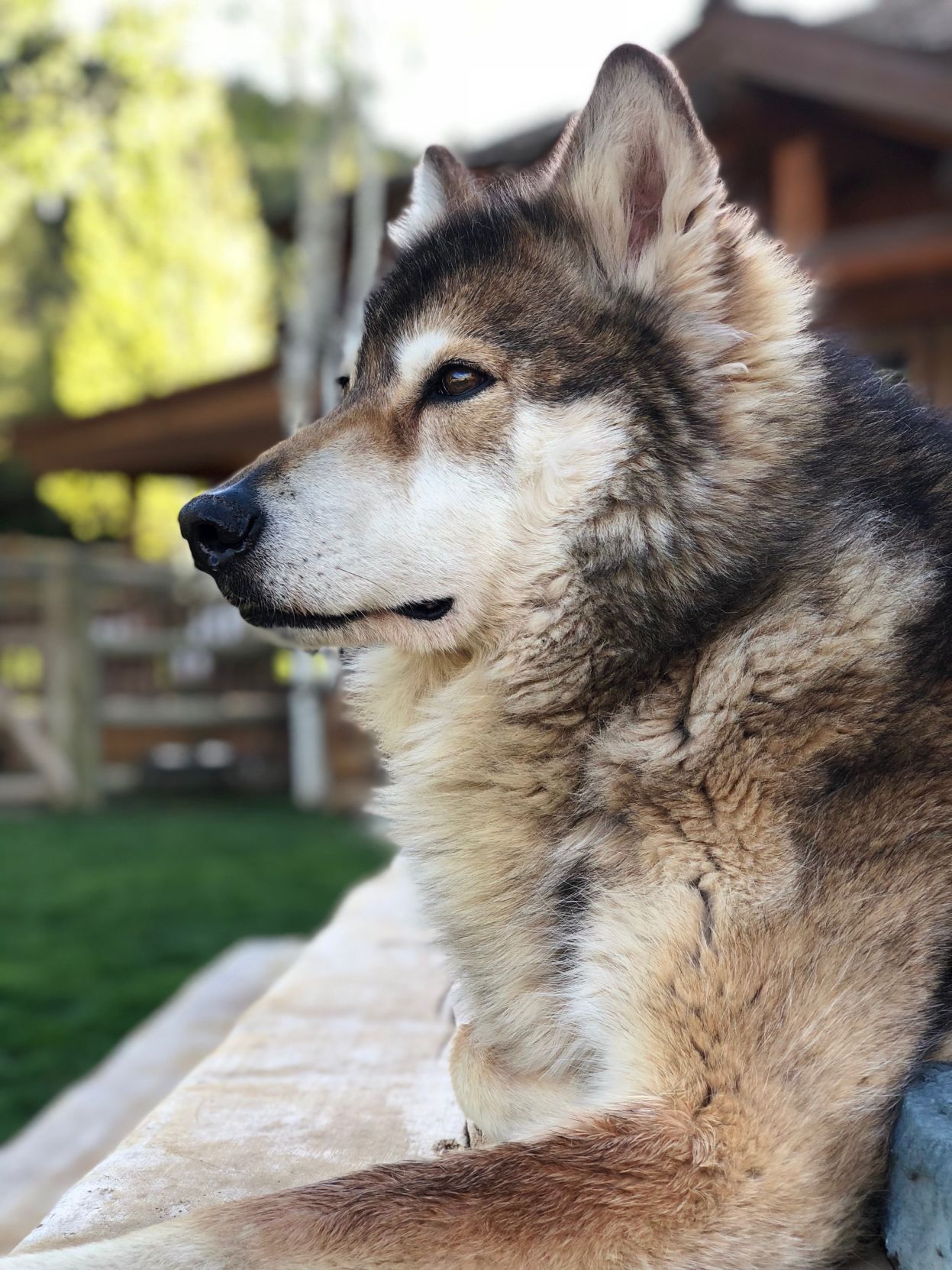 Dog pic